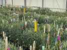Comment naît une nouvelle variété de blé chez Florimond-Desprez