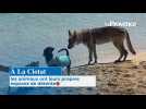 À La Ciotat, les animaux ont leurs propres espaces de détente