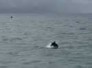 VIDEO. Des dauphins aperçus au large de Saint-Nazaire