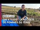 Vous voulez des frites ? Il faut ramasser les patates !