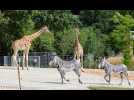 Zoo de Mulhouse : on a visité en avant-première l'espace Horizon Afrique