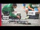 Les deux premiers faucons pèlerins bagués dans la Marne ont été relâchés à Reims