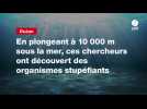 VIDEO. En plongeant à 10 000 m sous la mer, ces chercheurs ont découvert des organismes stupéfiants