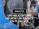 Insolite : Un hélicoptère heurte un rapace en plein vol