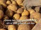 Agriculture - Les secrets d'une récolte des pommes de terre en Eure-et-Loir