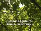 Au pied de mon arbre - 