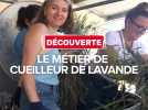 Le métier de cueilleur de lavande