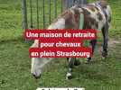 Une maison de retraite pour chevaux en plein Strasbourg (Réseaux sociaux)