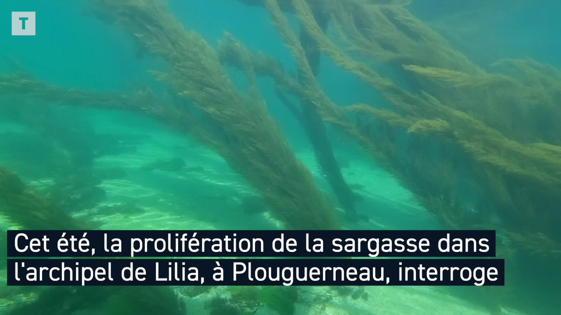 Faut-il avoir peur de la sargasse, cette algue qui prolifère sur les côtes du Finistère-Nord ? [Vidéo]