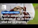 Mon voisin possède un nid de frelons asiatiques chez lui, puis-je l'obliger à le détruire ?