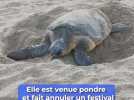 Cavalaire : Cette tortue caouanne est filmée en pleine ponte sur la plage, un festival doit du coup ...