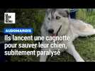 Ils lancent une cagnotte pour sauver leur chien, subitement paralysé