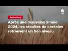 VIDEO. Après une mauvaise année 2024, les récoltes de céréales retrouvent un bon niveau