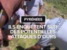 Ils enquêtent sur des potentielles attaques d'ours dans les Pyrénées