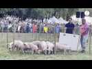 VIDÉO. Cette course de cochons attire la foule en Maine-et-Loire