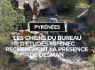 Les chiens du bureau d'études Mifenec recherchent la présence de desman