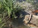 Des poissons morts à Sérignan-du-Comtat, certainement à cause de la chaleur