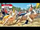 VIDÉO. « Cours Astérix ! » : 10 000 spectateurs aux courses insolites de la fête du cochon en Anjou