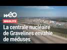 Invasion de méduses : la centrale nucléaire de Gravelines totalement à l'arrêt