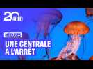 Une centrale à l'arrêt à cause... de méduses