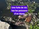 Une fuite de vin tue les poisson d'un étang