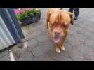 Listenhunde im Tierheim Schoppen