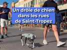 Un drôle de chien dans les rues de Saint-Tropez
