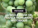 Paysage : La seule vigne de France monument historique