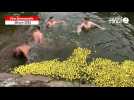 VIDÉO. A Vire Normandie, les rugbymen aident les canards (en plastique) à terminer leur course