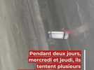 Sauvetage - Comment un chaton coincé cinq jours dans une faille a été sauvé par les employés d'une entreprise du Loiret et l'association Un chat un toit