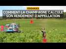 Comment la Champagne calcule son rendement d'appellation pour les vendanges