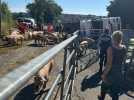VIDÉO. Après un accident de camion, elle ouvre son jardin à des dizaines de cochons rescapés