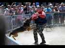VIDÉO. Les chiens des artilleurs de marine en démonstration près de Rennes