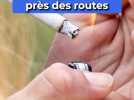 Une opération pour dire stop aux feux près des routes
