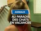 Animaux : aux paradis des chats en vacances