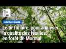 Le tir foliaire, pour analyser l'impact de l'ozone sur la forêt de Mormal