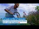 Lavande en fête à Valensole : entre traditions et parfums d'été pour cette 31e édition