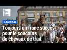 À Cambrai, le concours des chevaux de trait marque les 120 ans de la race