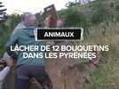 Lâcher de 12 bouquetins dans les Pyrénées