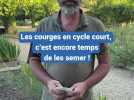 Les courges en cycle court, c'est encore temps de les semer !
