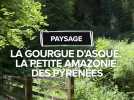 Paysage : La Gourgue d'Asque, la petite amazonie des Pyrénées