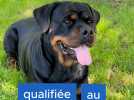La chienne rottweiler Paï Ka d'Octeville-sur-Mer qualifiée pour le Salon de l'Agriculture 2026
