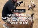Cygnes, poules, alpagas, perroquets... L'élevage insolite d'Elie, 18 ans