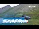 Des poissons transportés en hélicoptère dans les lacs de montagne de la vallée de l'Ubaye