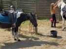 Poney club Blaton à Linselles