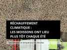 Réchauffement climatique : les moissons ont lieu plus tôt chaque été