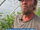 Près de Rouen: Le maraîcher qui bichonne ses légumes d'été