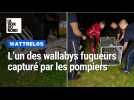 À Wattrelos, les pompiers ont capturé l'un des deux wallabys en fuite