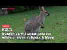 Un des deux wallabies errants entre la France et la Belgique capturé par les pompiers dans le Nord