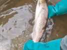 La pêche au Saumon interdite dans la Somme